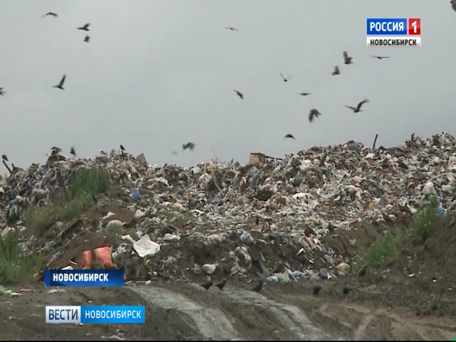 Новосибирские власти не готовы закрыть переполненный мусорный полигон Новосибирские власти не готовы закрыть переполненный мусорный полигон
