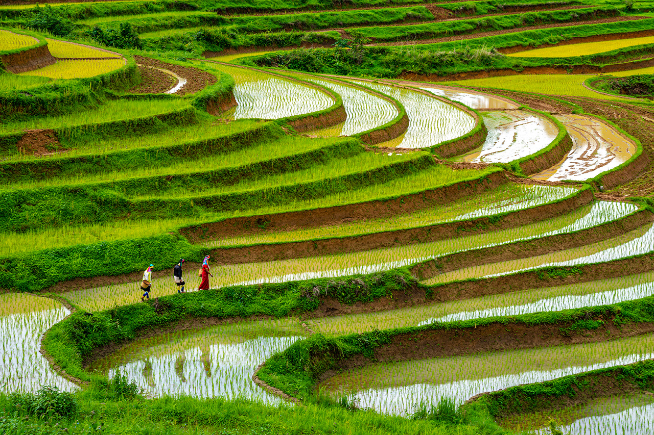 Современная архитектура рисовые поля