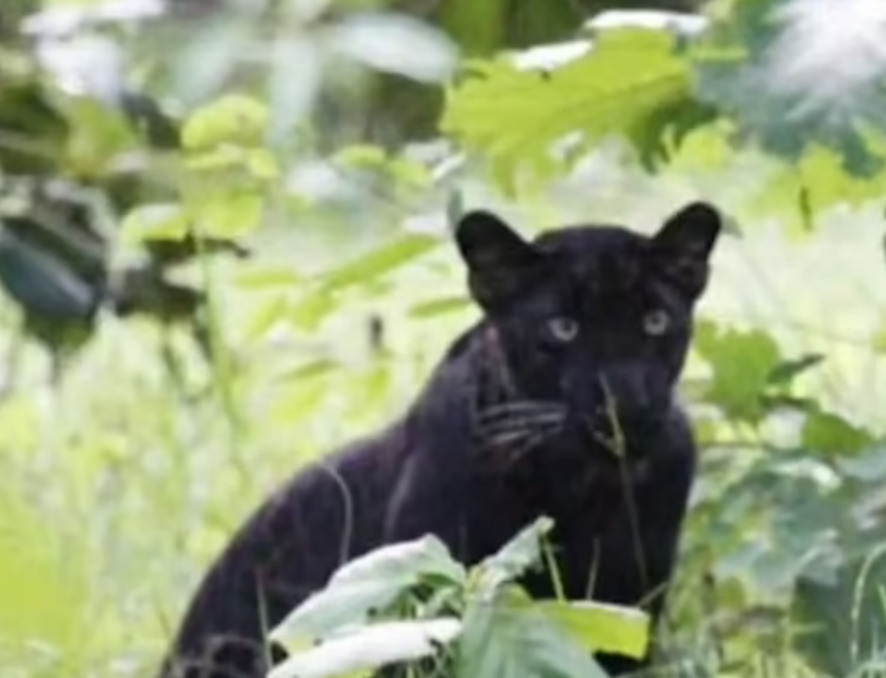 В Национальном парке Индии появилась чрезвычайно редкая черная пантера | 8  сентября 2022 - Новости Mail.ru