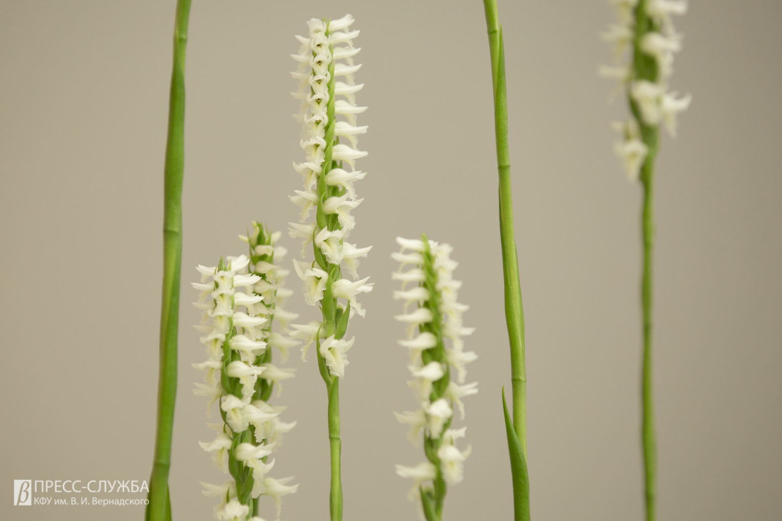 Стоковые фотографии по запросу Marsh orchid