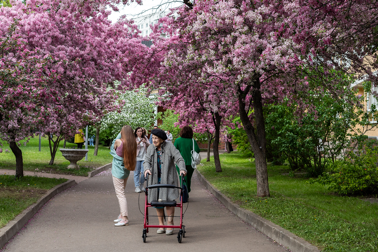 Екатерининский парк цветение Сакуры