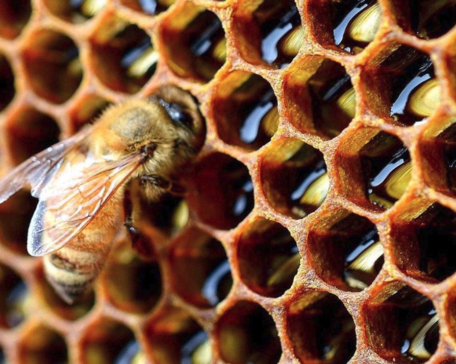 Медоносные пчелы приучают молодых членов улья к работе, создавая специфичес...