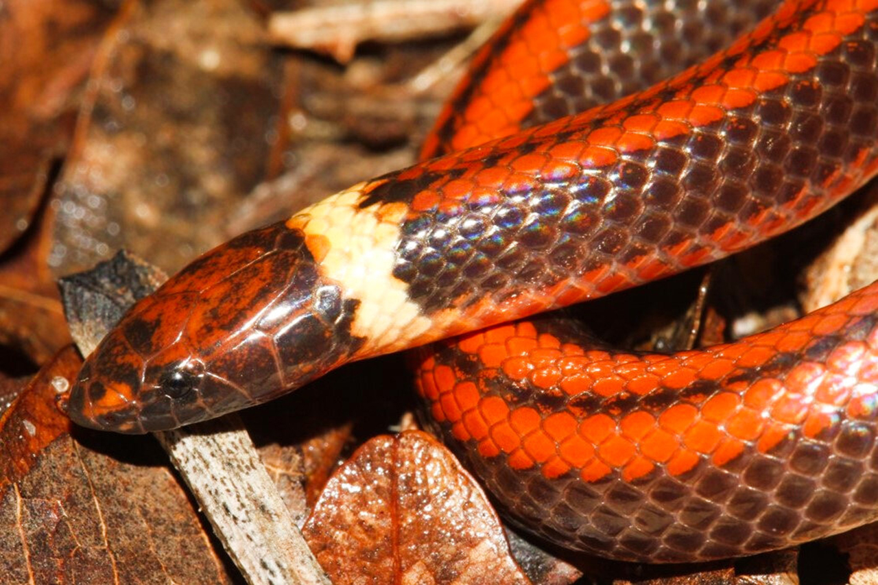 Змея с оранжевыми пятнами на голове фото