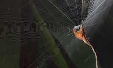 Что такое паучье молоко. Смотреть фото Что такое паучье молоко. Смотреть картинку Что такое паучье молоко. Картинка про Что такое паучье молоко. Фото Что такое паучье молоко
