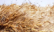 Запасов пшеницы осталось на 10 недель. Причины глобального продовольственного кризиса