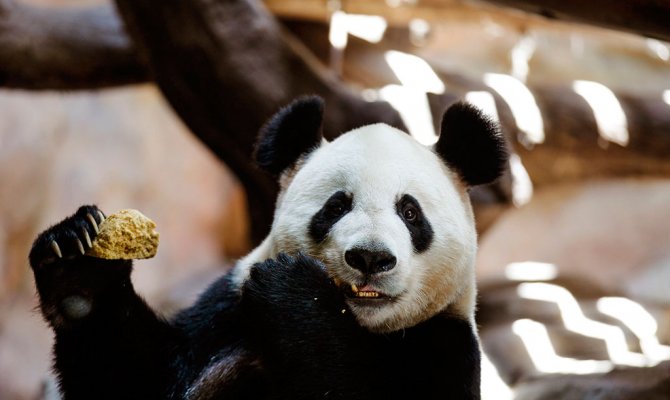 Исследование: панды полагаются на чувства при выборе партнёра