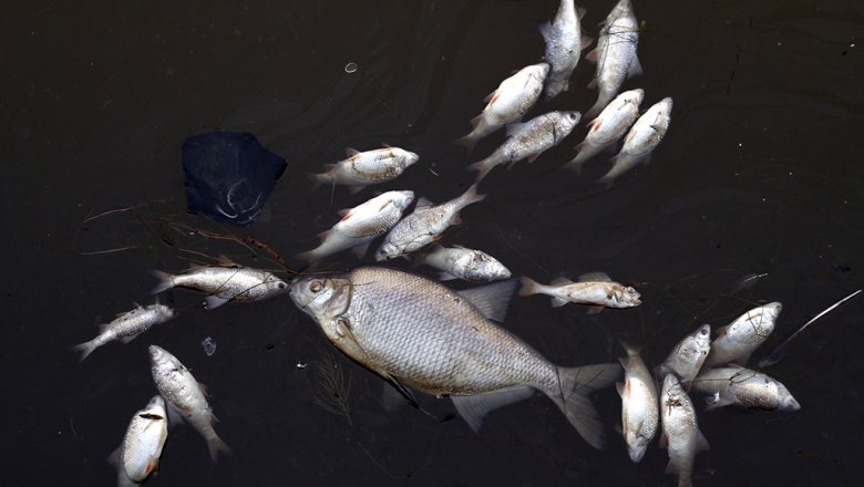 В акватории Горьковском водохранилище найдены десятки мертвых рыб