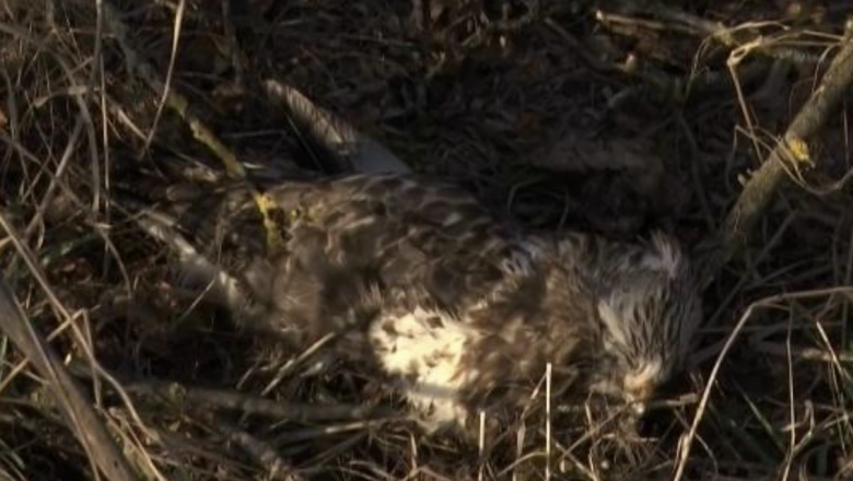 Погребальная птица. Массовая гибель птиц в Краснодарском крае. Погребальная птица местонахождение. Как победить погребальную птицу.
